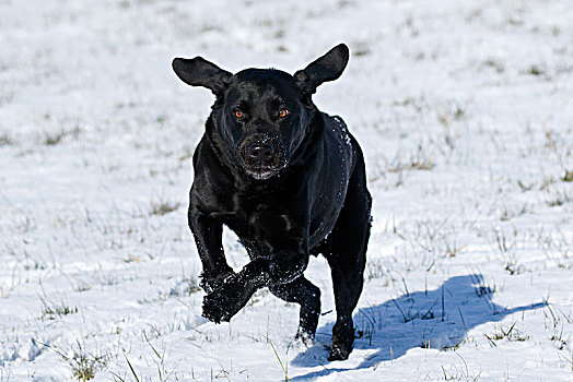 黑色拉布拉多犬,家犬,雄性,狗,雪中,德国,欧洲