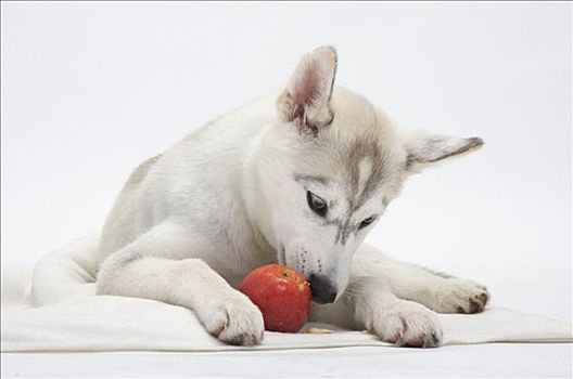 哈士奇犬,玩,红苹果