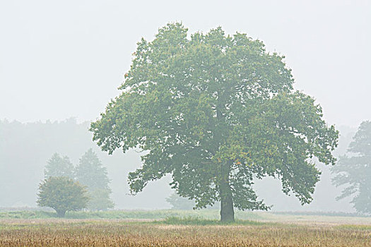 老,橡树,树,栎属,栎树,晨雾,黑森州,德国