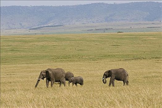 非洲,灌木,大象,非洲象,马赛马拉国家公园,肯尼亚