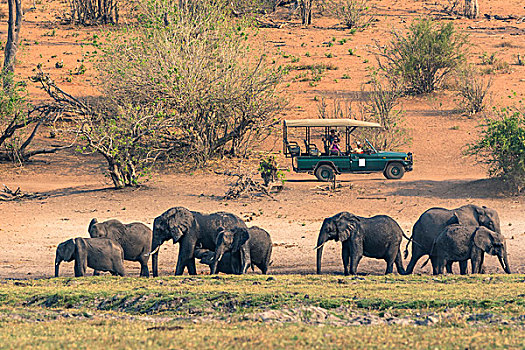 博茨瓦纳,乔贝国家公园,看,大象,旅游,交通工具,乔贝,河