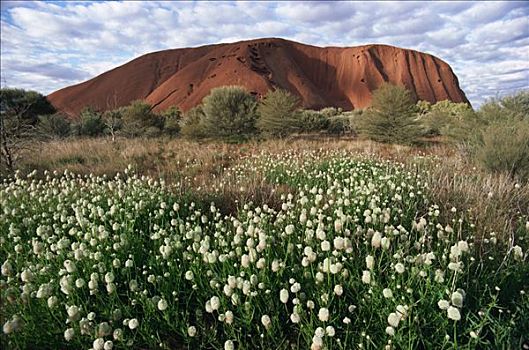 艾尔斯巨石,乌卢鲁巨石,野花,乌卢鲁卡塔曲塔国家公园,北领地州,澳大利亚