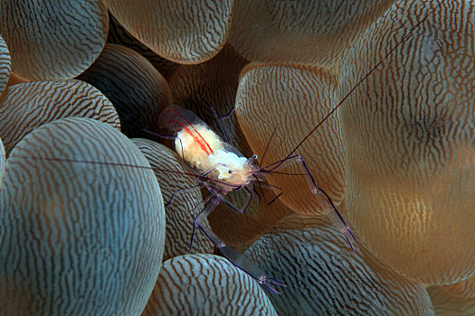 美国加州珊瑚虾图片