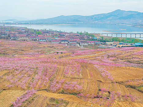 蜜桃之乡蒙阴旧寨桃花盛开