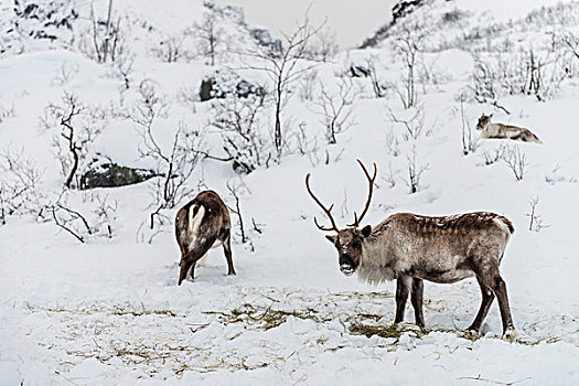 野生,驯鹿,特罗姆瑟,挪威