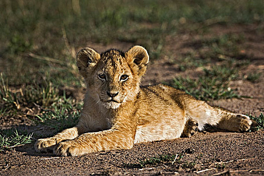 幼狮,狮子,卧,轮胎印,马赛马拉,肯尼亚