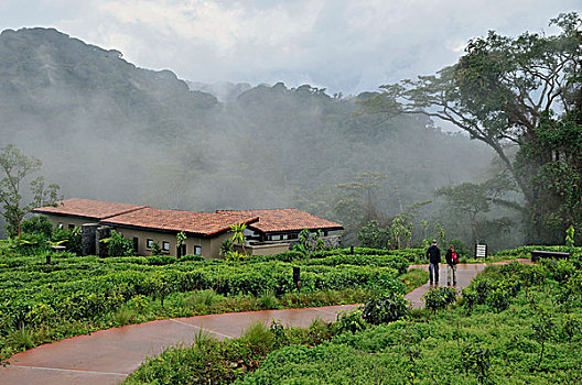 木制屋舍,住宿,国家公园,卢旺达,非洲