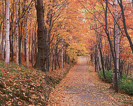 树林,秋叶,木板路