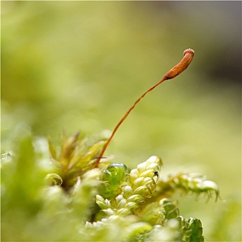 苔藓