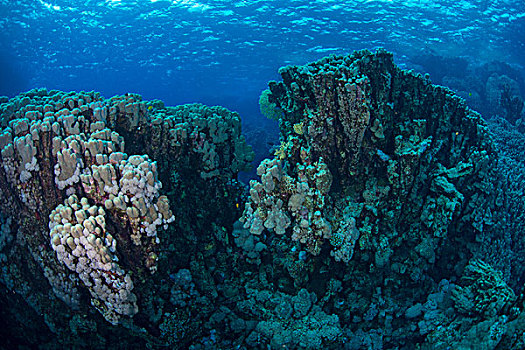 珊瑚,红海,埃及