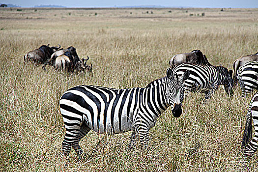 肯尼亚非洲大草原斑马-侧身回头