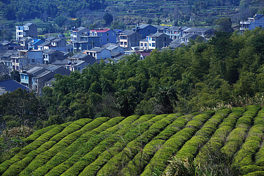 茶山,茶园,茶叶,春天