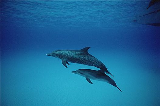 大西洋点斑原海豚,花斑原海豚,幼兽,巴哈马