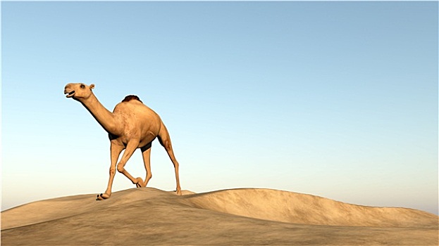 骆驼,跑