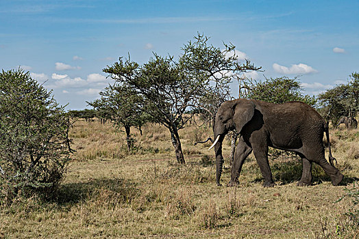非洲大象066