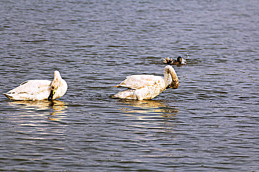 两只白色天鹅在湖中游泳