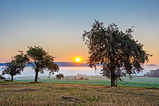 乡村,晨雾,俯视,地点,苹果树,日出,巴伐利亚,德国