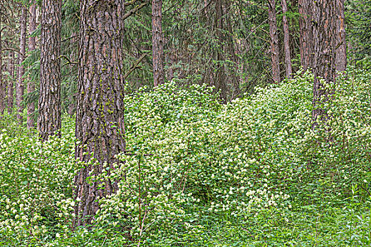 美国,华盛顿,帕劳瑟丘陵,山岗,树林,花,灌木,画廊