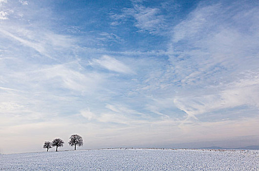 胡桃,树,积雪,地点,阴天,南方,普拉蒂纳特,莱茵兰普法尔茨州,德国,欧洲