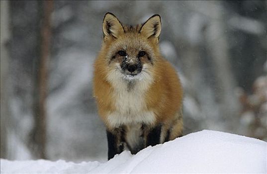 红狐,狐属,站立,顶端,雪堆,蒙大拿