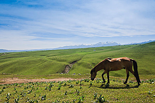 新疆天山伊犁草原牧场