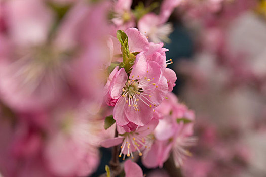 花朵组图