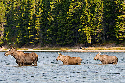 母牛,驼鹿,幼兽,湖,冰川国家公园,蒙大拿
