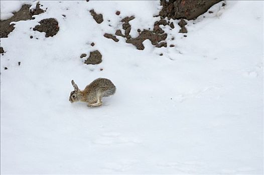 东部棉尾兔,兔子,上方,雪,怀俄明