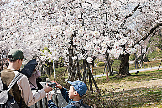 家庭,看,樱花,二条城,京都,日本