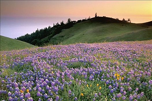 紫色,野花,青草,地点,山坡,日落,塔马尔帕斯山,马林县,加利福尼亚