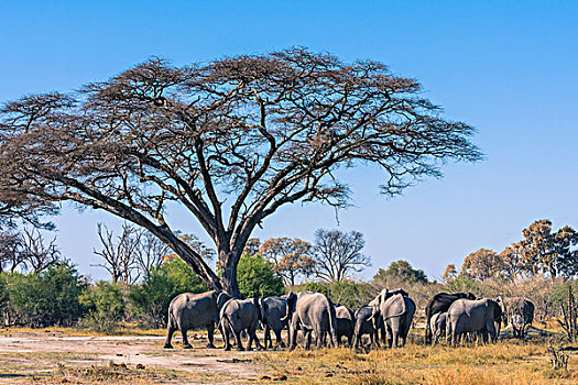 博茨瓦纳,奥卡万戈三角洲,饲养,牧群,大象,刺槐