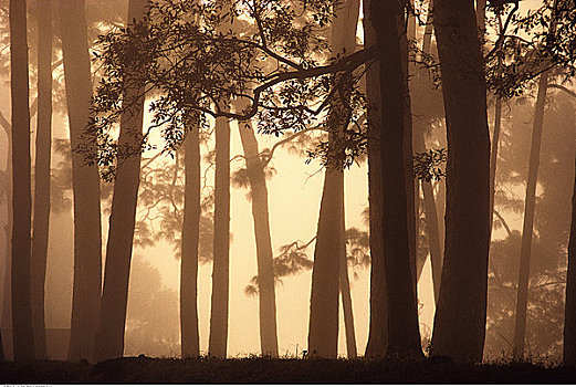阳光,树,薄雾,加德满都山谷,尼泊尔