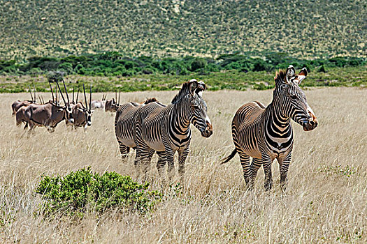 肯尼亚,萨布鲁国家公园,三个,雄性,斑马,正面,牧群,物种,北方