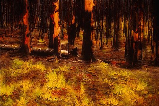 树,森林火灾,燃烧,育空地区,加拿大