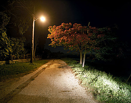乡村,道路,夜晚,街道,灯,发光,树,古巴