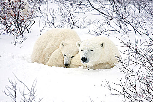 北极熊,雌性,幼兽,丘吉尔市,野生动物,管理,区域,曼尼托巴,加拿大