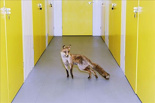 狐狸,走廊