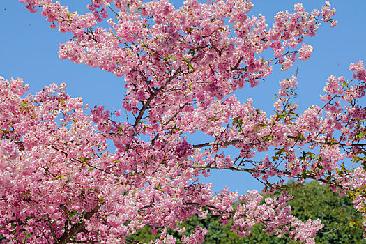 台湾樱花季,武陵农场千樱园,盛开的樱花