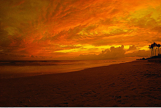 俯视,海滩,棕榈树,日落,佛罗里达,美国