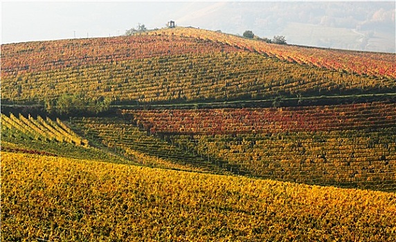 秋天,风景,葡萄园,黄色,红叶,山,意大利北部
