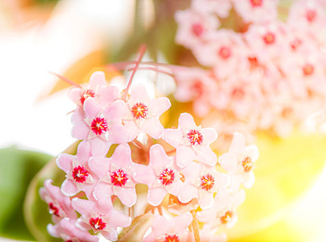 花朵局部特写