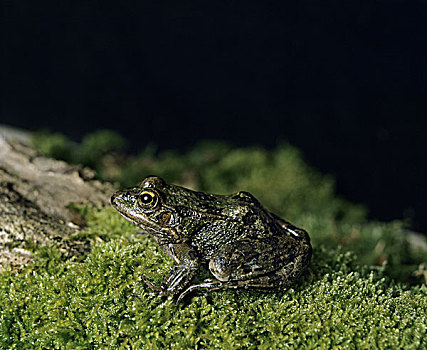 湿地,青蛙