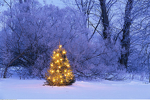 树,圣诞灯光