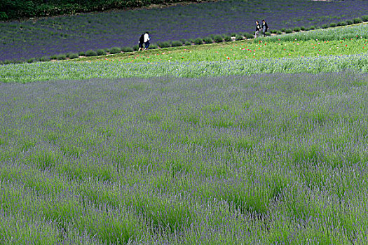 日本北海道薰衣草花海