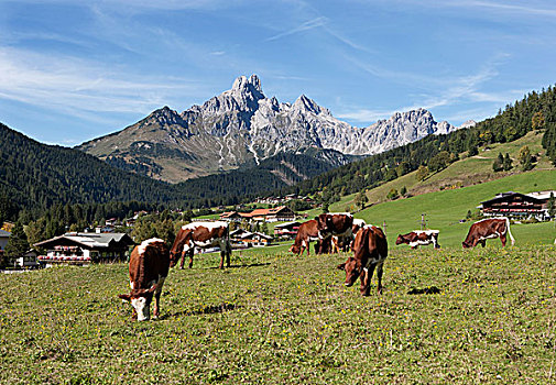 母牛,阿尔卑斯草甸,后面,山丘,萨尔茨堡州,奥地利,欧洲