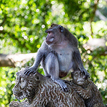 猴子,神圣,树林,乌布,巴厘岛,印度尼西亚