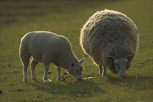 家羊,绵羊,一对,放牧,一个,修剪,新西兰