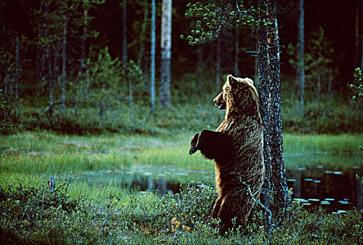 熊,树林