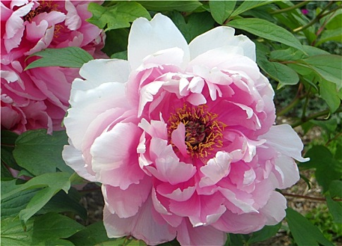 芍藥科,瑞恩
