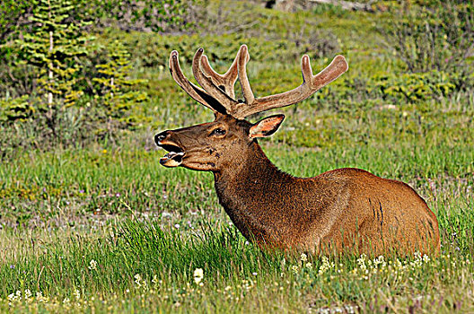 野生,麋鹿,鹿属,碧玉国家公园,艾伯塔省,加拿大